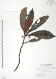 中文名:九節木(S094422)學名:Psychotria rubra (Lour.) Poir.(S094422)中文別名:牛屎烏英文名:Wild Coffee