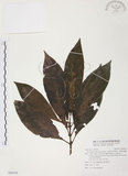 中文名:九節木(S094558)學名:Psychotria rubra (Lour.) Poir.(S094558)中文別名:牛屎烏英文名:Wild Coffee