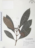 中文名:九節木(S094994)學名:Psychotria rubra (Lour.) Poir.(S094994)中文別名:牛屎烏英文名:Wild Coffee