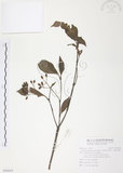 中文名:九節木(S096864)學名:Psychotria rubra (Lour.) Poir.(S096864)中文別名:牛屎烏英文名:Wild Coffee