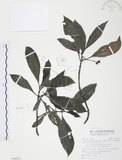 中文名:九節木(S100373)學名:Psychotria rubra (Lour.) Poir.(S100373)中文別名:牛屎烏英文名:Wild Coffee