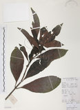 中文名:九節木(S101568)學名:Psychotria rubra (Lour.) Poir.(S101568)中文別名:牛屎烏英文名:Wild Coffee