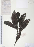 中文名:九節木(S102962)學名:Psychotria rubra (Lour.) Poir.(S102962)中文別名:牛屎烏英文名:Wild Coffee