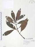 中文名:九節木(S105421)學名:Psychotria rubra (Lour.) Poir.(S105421)中文別名:牛屎烏英文名:Wild Coffee