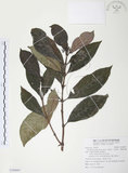 中文名:九節木(S109007)學名:Psychotria rubra (Lour.) Poir.(S109007)中文別名:牛屎烏英文名:Wild Coffee