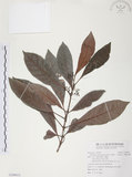 中文名:九節木(S109613)學名:Psychotria rubra (Lour.) Poir.(S109613)中文別名:牛屎烏英文名:Wild Coffee