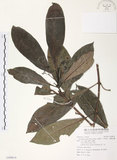 中文名:九節木(S109614)學名:Psychotria rubra (Lour.) Poir.(S109614)中文別名:牛屎烏英文名:Wild Coffee