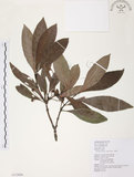 中文名:九節木(S113606)學名:Psychotria rubra (Lour.) Poir.(S113606)中文別名:牛屎烏英文名:Wild Coffee