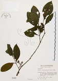 中文名:茜草樹(S000405)學名:Randia cochinchinensis (Lour.) Merr.(S000405)英文名:Cochinchina Randia