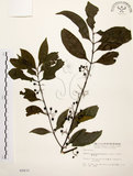 中文名:茜草樹(S002633)學名:Randia cochinchinensis (Lour.) Merr.(S002633)英文名:Cochinchina Randia