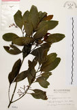 中文名:茜草樹(S002951)學名:Randia cochinchinensis (Lour.) Merr.(S002951)英文名:Cochinchina Randia