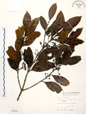 中文名:茜草樹(S005856)學名:Randia cochinchinensis (Lour.) Merr.(S005856)英文名:Cochinchina Randia