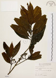 中文名:茜草樹(S005857)學名:Randia cochinchinensis (Lour.) Merr.(S005857)英文名:Cochinchina Randia