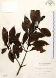 中文名:茜草樹(S007320)學名:Randia cochinchinensis (Lour.) Merr.(S007320)英文名:Cochinchina Randia