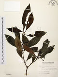 中文名:茜草樹(S012402)學名:Randia cochinchinensis (Lour.) Merr.(S012402)英文名:Cochinchina Randia