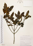 中文名:茜草樹(S016173)學名:Randia cochinchinensis (Lour.) Merr.(S016173)英文名:Cochinchina Randia