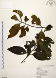 中文名:茜草樹(S018499)學名:Randia cochinchinensis (Lour.) Merr.(S018499)英文名:Cochinchina Randia