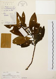 中文名:茜草樹(S019324)學名:Randia cochinchinensis (Lour.) Merr.(S019324)英文名:Cochinchina Randia