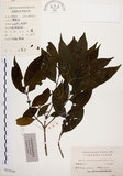 中文名:茜草樹(S023650)學名:Randia cochinchinensis (Lour.) Merr.(S023650)英文名:Cochinchina Randia