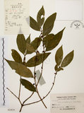 中文名:茜草樹(S024836)學名:Randia cochinchinensis (Lour.) Merr.(S024836)英文名:Cochinchina Randia