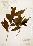 中文名:茜草樹(S025013)學名:Randia cochinchinensis (Lour.) Merr.(S025013)英文名:Cochinchina Randia