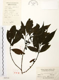 中文名:茜草樹(S025120)學名:Randia cochinchinensis (Lour.) Merr.(S025120)英文名:Cochinchina Randia
