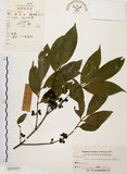 中文名:茜草樹(S025419)學名:Randia cochinchinensis (Lour.) Merr.(S025419)英文名:Cochinchina Randia