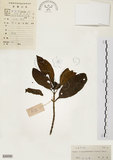 中文名:茜草樹(S030296)學名:Randia cochinchinensis (Lour.) Merr.(S030296)英文名:Cochinchina Randia