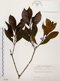 中文名:茜草樹(S035508)學名:Randia cochinchinensis (Lour.) Merr.(S035508)英文名:Cochinchina Randia