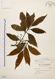 中文名:茜草樹(S036555)學名:Randia cochinchinensis (Lour.) Merr.(S036555)英文名:Cochinchina Randia