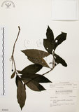 中文名:茜草樹(S036642)學名:Randia cochinchinensis (Lour.) Merr.(S036642)英文名:Cochinchina Randia