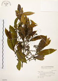 中文名:茜草樹(S036742)學名:Randia cochinchinensis (Lour.) Merr.(S036742)英文名:Cochinchina Randia