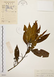 中文名:茜草樹(S041811)學名:Randia cochinchinensis (Lour.) Merr.(S041811)英文名:Cochinchina Randia