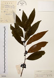 中文名:茜草樹(S043958)學名:Randia cochinchinensis (Lour.) Merr.(S043958)英文名:Cochinchina Randia
