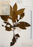 中文名:茜草樹(S045325)學名:Randia cochinchinensis (Lour.) Merr.(S045325)英文名:Cochinchina Randia