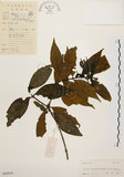 中文名:茜草樹(S045618)學名:Randia cochinchinensis (Lour.) Merr.(S045618)英文名:Cochinchina Randia