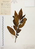 中文名:茜草樹(S046000)學名:Randia cochinchinensis (Lour.) Merr.(S046000)英文名:Cochinchina Randia