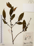 中文名:茜草樹(S052064)學名:Randia cochinchinensis (Lour.) Merr.(S052064)英文名:Cochinchina Randia