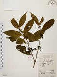 中文名:茜草樹(S052337)學名:Randia cochinchinensis (Lour.) Merr.(S052337)英文名:Cochinchina Randia