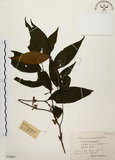 中文名:茜草樹(S055997)學名:Randia cochinchinensis (Lour.) Merr.(S055997)英文名:Cochinchina Randia
