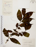 中文名:茜草樹(S056077)學名:Randia cochinchinensis (Lour.) Merr.(S056077)英文名:Cochinchina Randia
