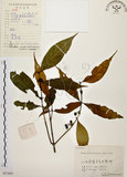 中文名:茜草樹(S057895)學名:Randia cochinchinensis (Lour.) Merr.(S057895)英文名:Cochinchina Randia