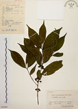 中文名:茜草樹(S059560)學名:Randia cochinchinensis (Lour.) Merr.(S059560)英文名:Cochinchina Randia