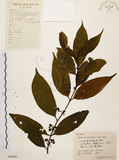 中文名:茜草樹(S059896)學名:Randia cochinchinensis (Lour.) Merr.(S059896)英文名:Cochinchina Randia