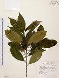 中文名:茜草樹(S069131)學名:Randia cochinchinensis (Lour.) Merr.(S069131)英文名:Cochinchina Randia