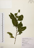 中文名:茜草樹(S076677)學名:Randia cochinchinensis (Lour.) Merr.(S076677)英文名:Cochinchina Randia