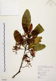 中文名:茜草樹(S076698)學名:Randia cochinchinensis (Lour.) Merr.(S076698)英文名:Cochinchina Randia