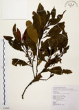 中文名:茜草樹(S079865)學名:Randia cochinchinensis (Lour.) Merr.(S079865)英文名:Cochinchina Randia