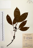 中文名:茜草樹(S086828)學名:Randia cochinchinensis (Lour.) Merr.(S086828)英文名:Cochinchina Randia