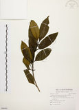 中文名:茜草樹(S088944)學名:Randia cochinchinensis (Lour.) Merr.(S088944)英文名:Cochinchina Randia
